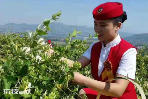 金银花是什么样子特点图片(金银花用什么用途及价值)-图片3